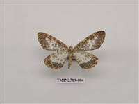 藏品(尺蛾102)的圖片